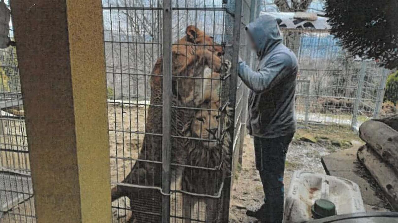 Trzyma w ogródku lwy i tygrysa. Ekspert: zdrowie tych zwierząt jest zagrożone