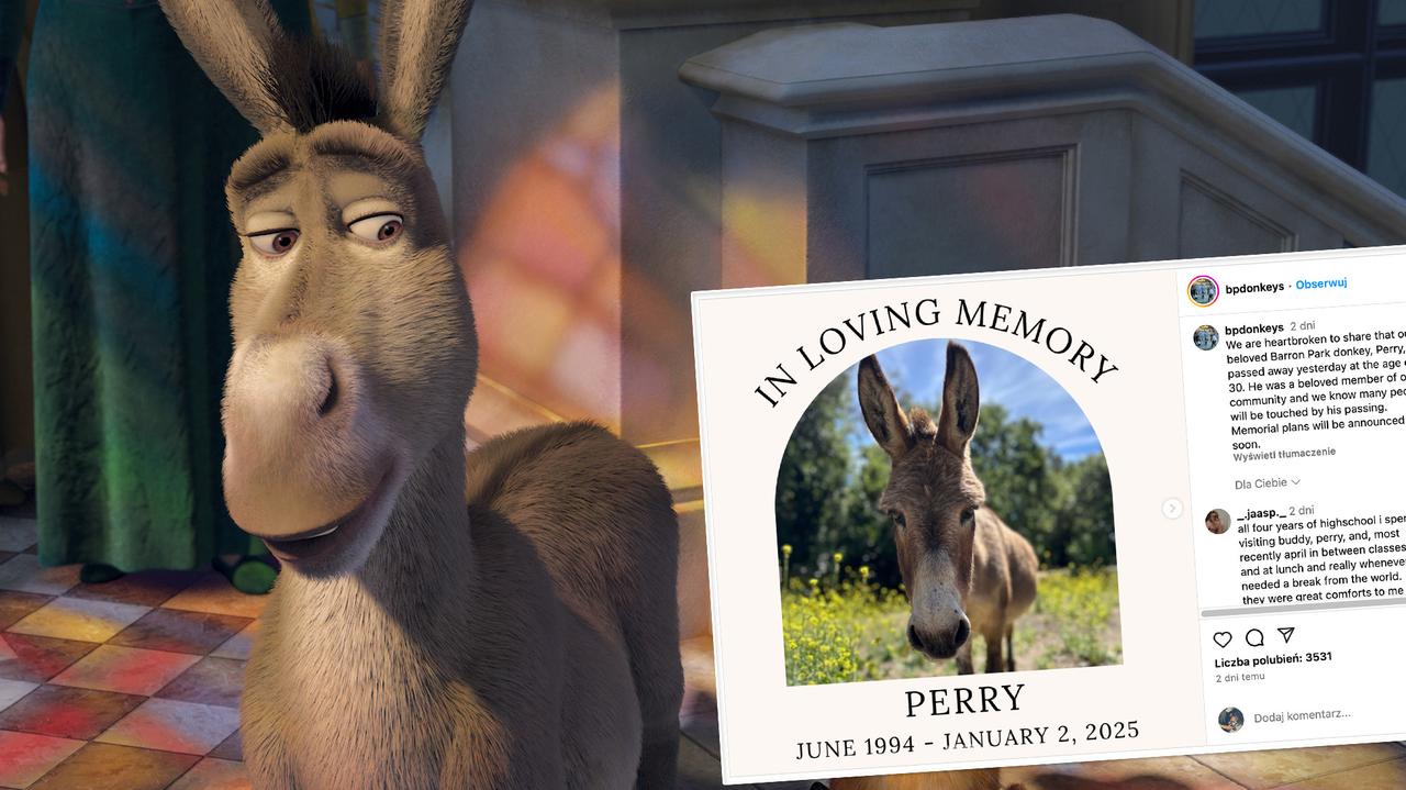 Osioł Perry nie żyje. Był inspiracją twórców filmu 