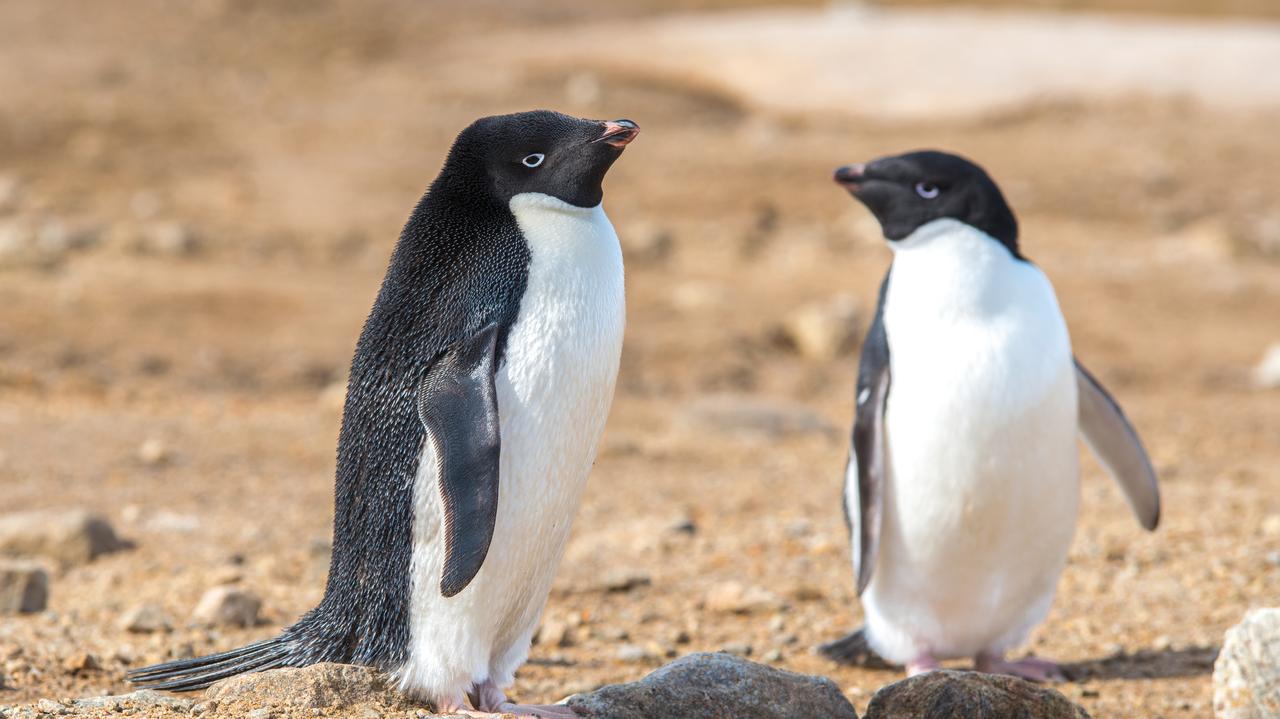 Odchody pingwinów sojusznikiem w walce z ociepleniem klimatu