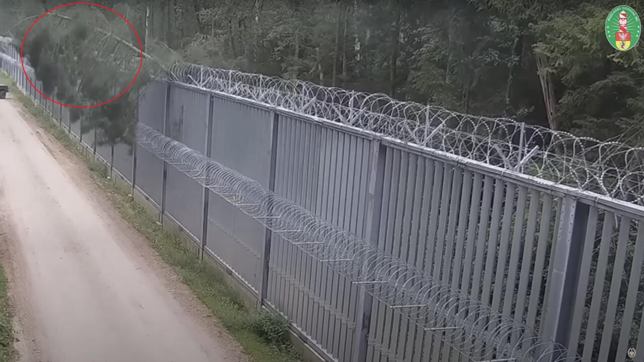 Chcieli przekroczyć granicę, chwilę później drzewo spadło na zaporę. Nagranie