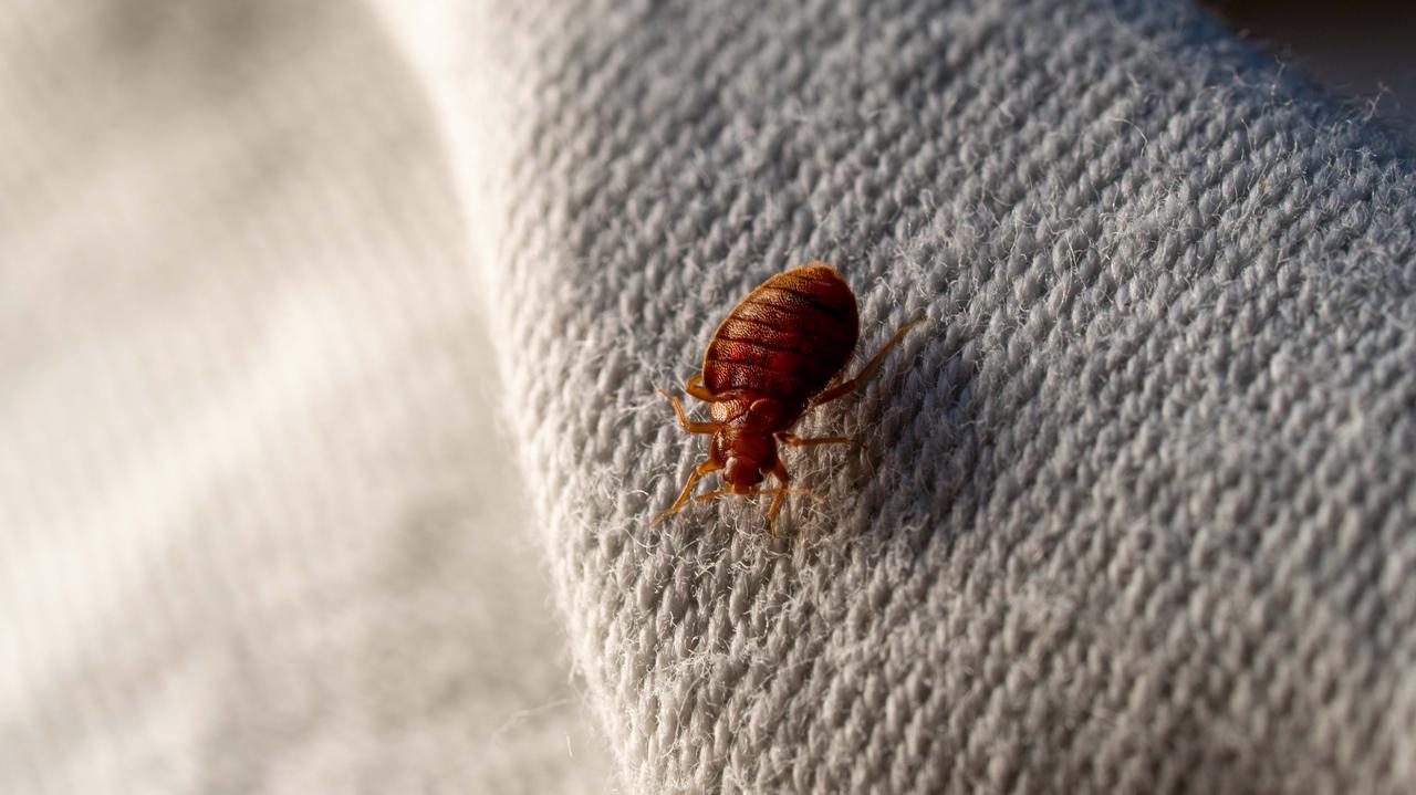 Wojna z insektami w podstawówce. Dyrekcja odwołuje zajęcia