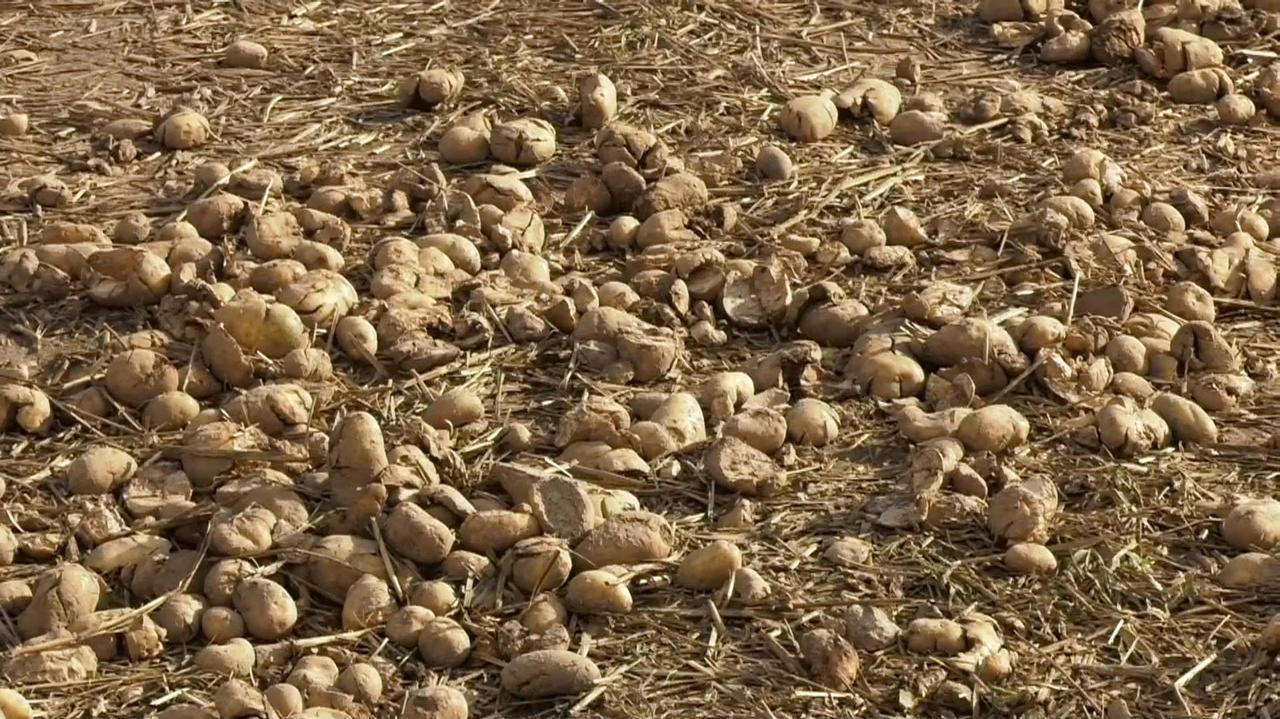 Nie widzieli, a uwierzyli. Dziś z pola zniknęło 150 ton ziemniaków, a jutro?