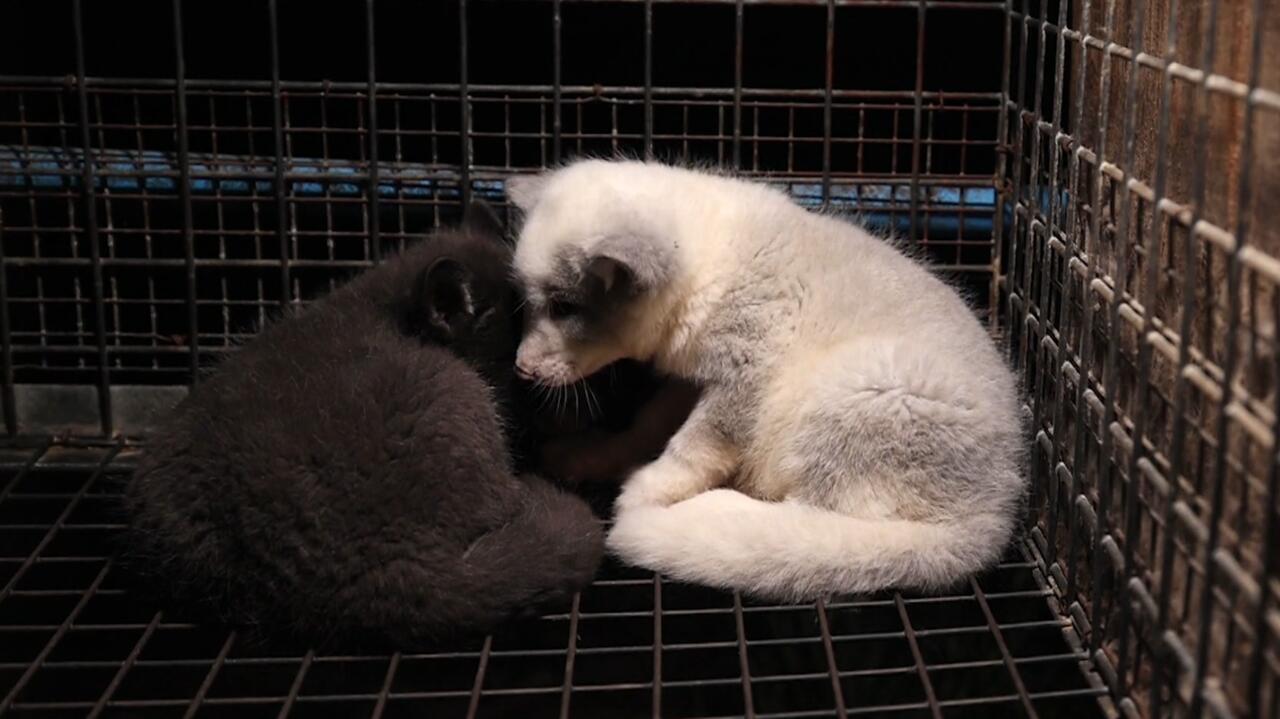 W środku ból i śmierć, obok "nie szło żyć". Co dalej z hodowlą zwierząt na futra w Polsce?