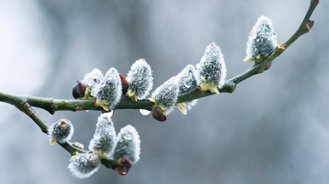 Pogoda na dziś - środa, 1.04. Lokalnie popada, do 13 stopni