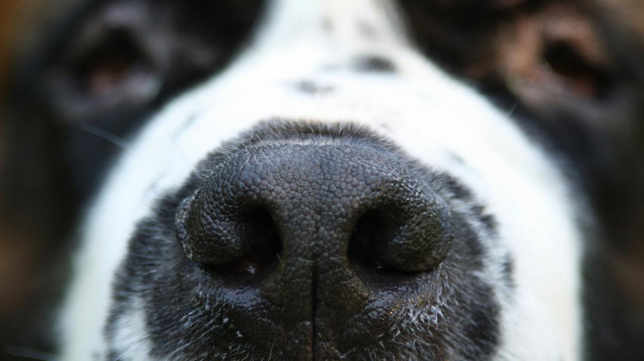 Dwa psy wymknęły się z posesji. Jeden z nich pogryzł 11-latkę