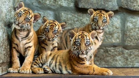 Tygrysy z wrocławskiego zoo