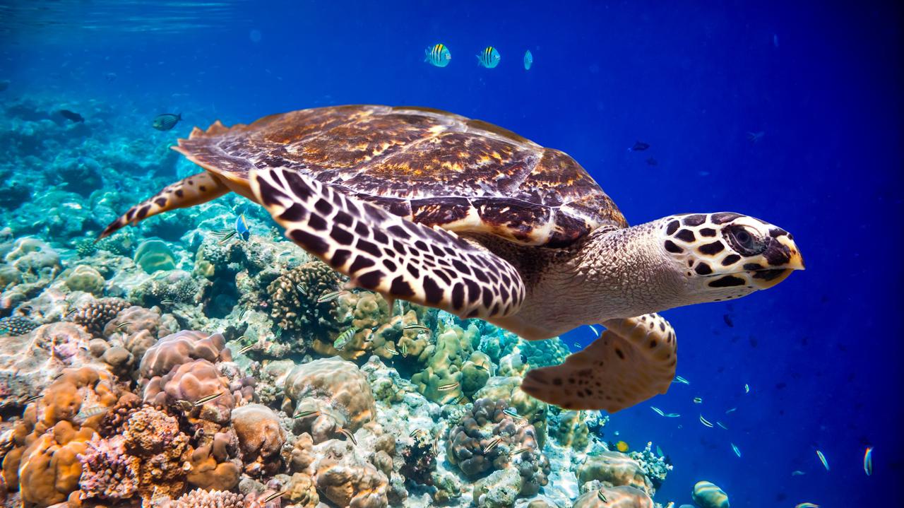 Ochrona oceanów na wielką skalę działa