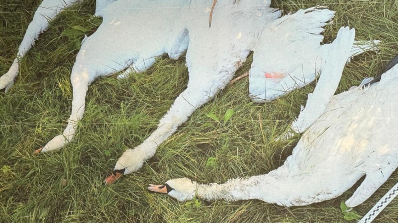 Nielegalny odstrzał łabędzi. Myśliwi staną przed sądem