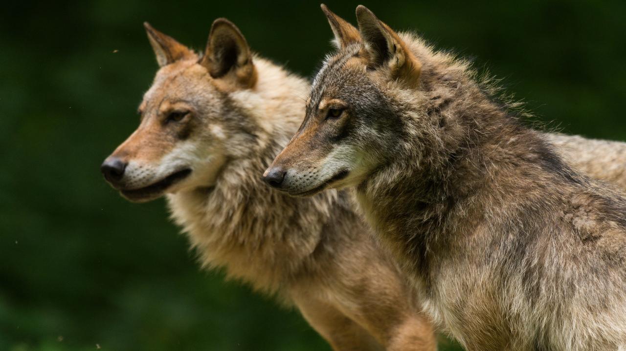 Wolą dzikie kopytne od bydła i koni  