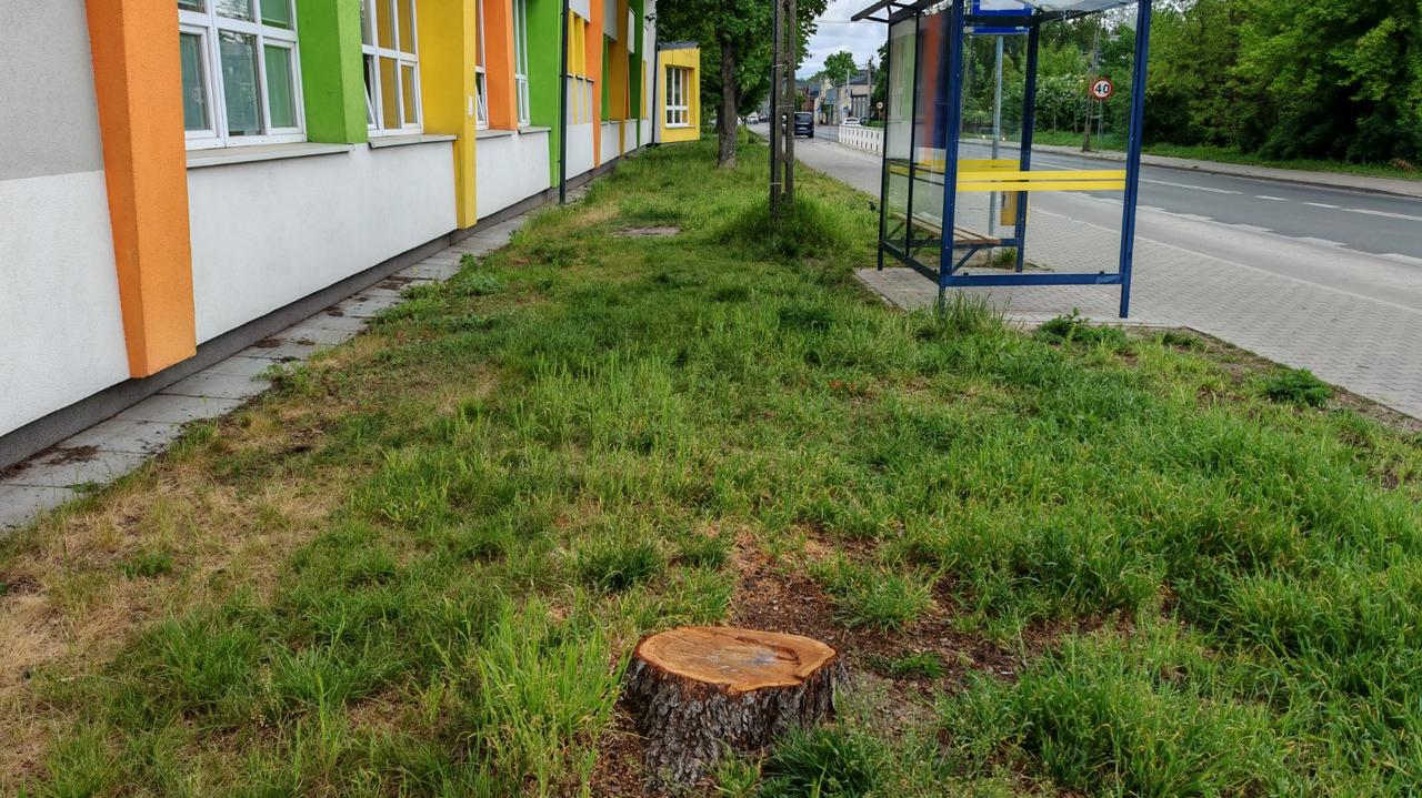 Nawiercili dziury i coś wstrzyknęli. "Morderstwo na drzewach z premedytacją"