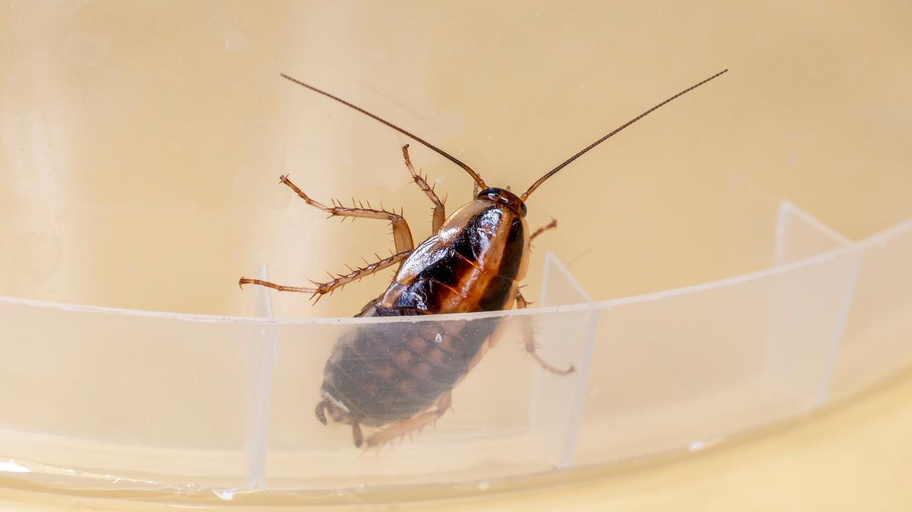 Prusaki mogą wywoływać reakcje alergiczne