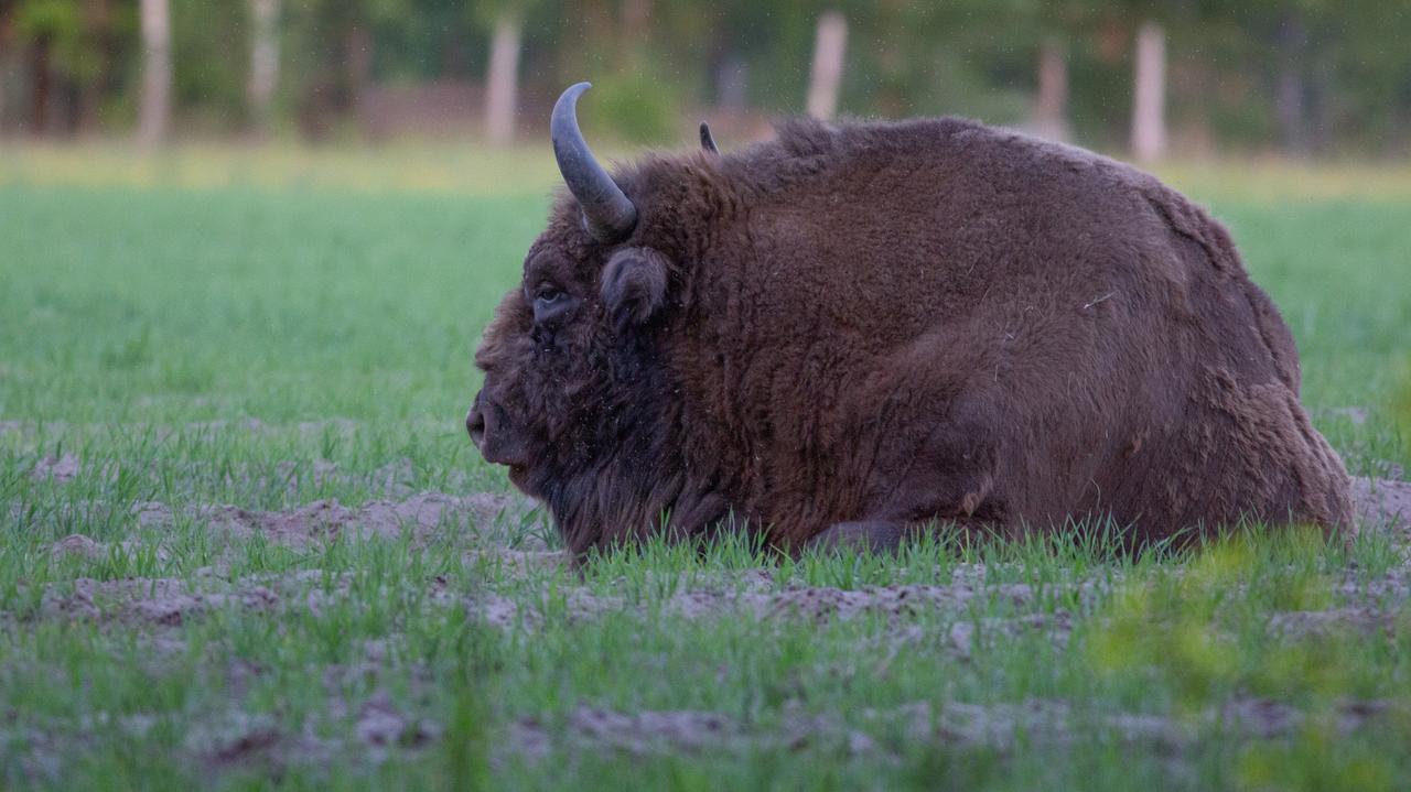 Na Podkarpaciu padła żubrzyca. Przyczyną może być gruźlica