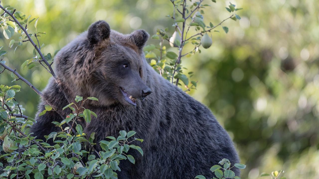 Poszła nakarmić kury, zamiast nich znalazła niedźwiedzia