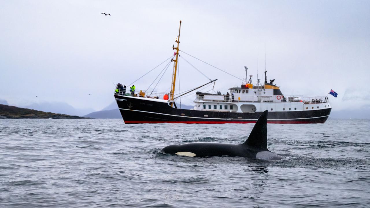 "Śmiercionośny wirus" po raz pierwszy wykryty w oddechu wielorybów