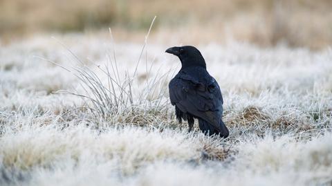 Prognoza temperatury na kolejne dni