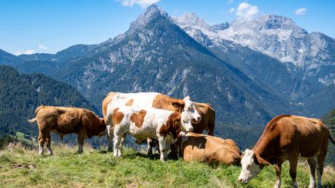 Do zdarzenia doszło niedaleko miejscowości Heiligenblut am Grossglockner