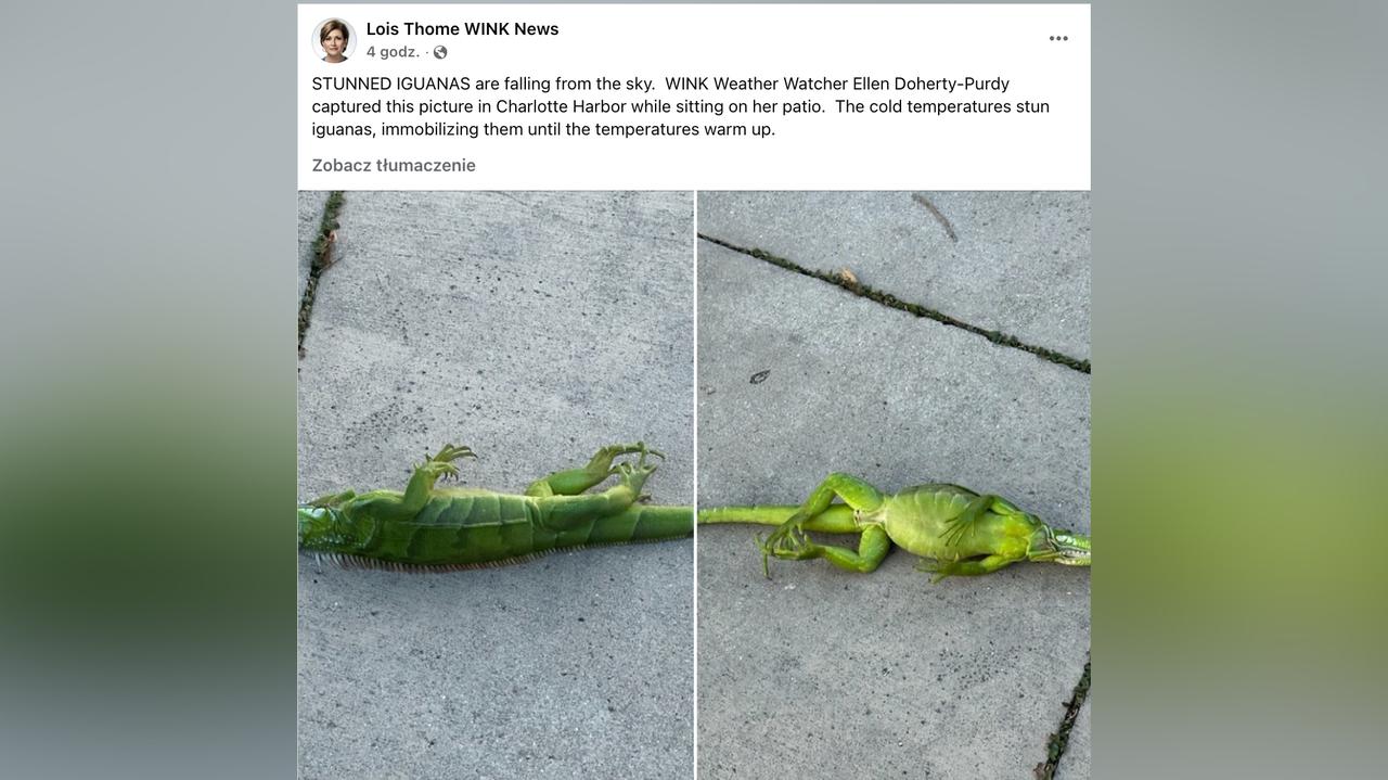 Atak zimy w USA. Legwany spadają z drzew