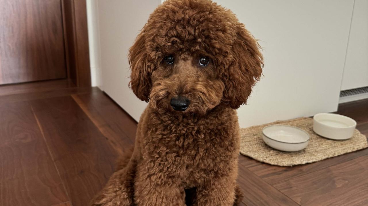 Pies wybiegł na ulicę, zagryzł pudelka. "Atak był gwałtowny"