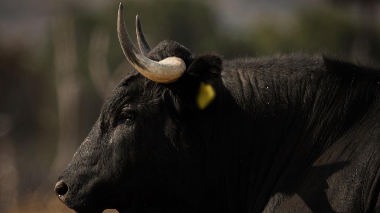 Sprzątał oborę, zaatakował go byk. 60-latek nie żyje