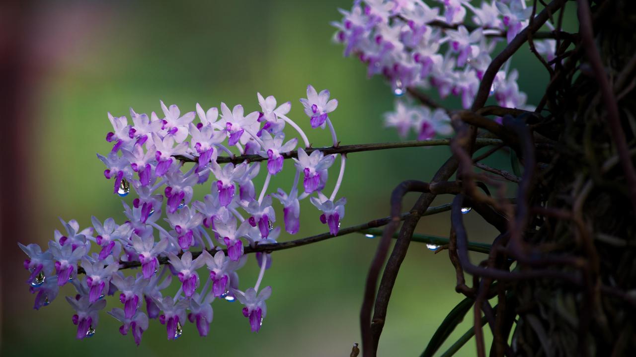 "Nie odkryto jeszcze żadnego storczyka, który nie byłby związany z grzybami"