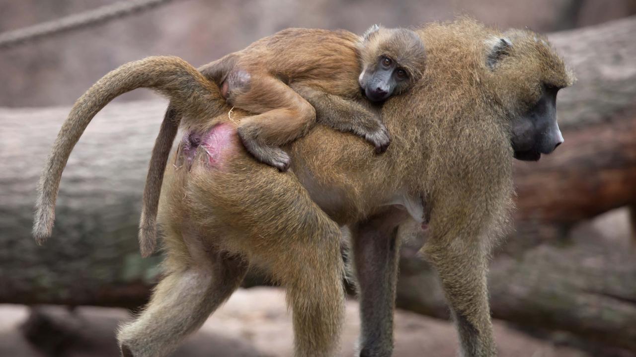 12 małp uśmierconych "strzałem z broni palnej". Zoo tłumaczy