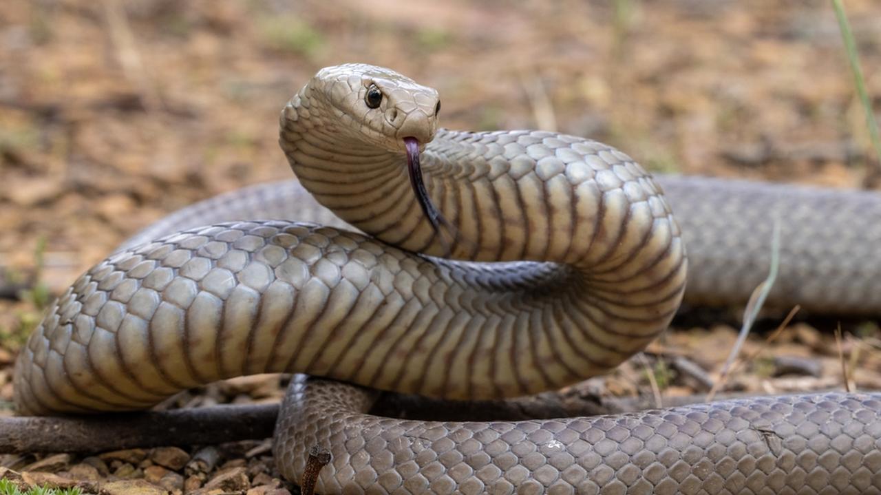 Australia. Wąż śmiertelnie ukąsił 60-latka. Mężczyzna ratował