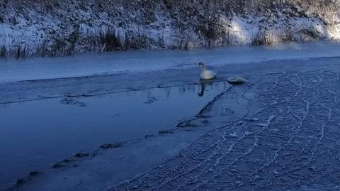 Łabędzica przymarzła do lodu