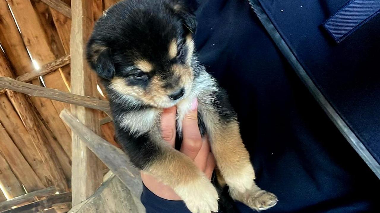 Odebrali mu 18 psów. Na posesji znaleziono martwe czaple i broń