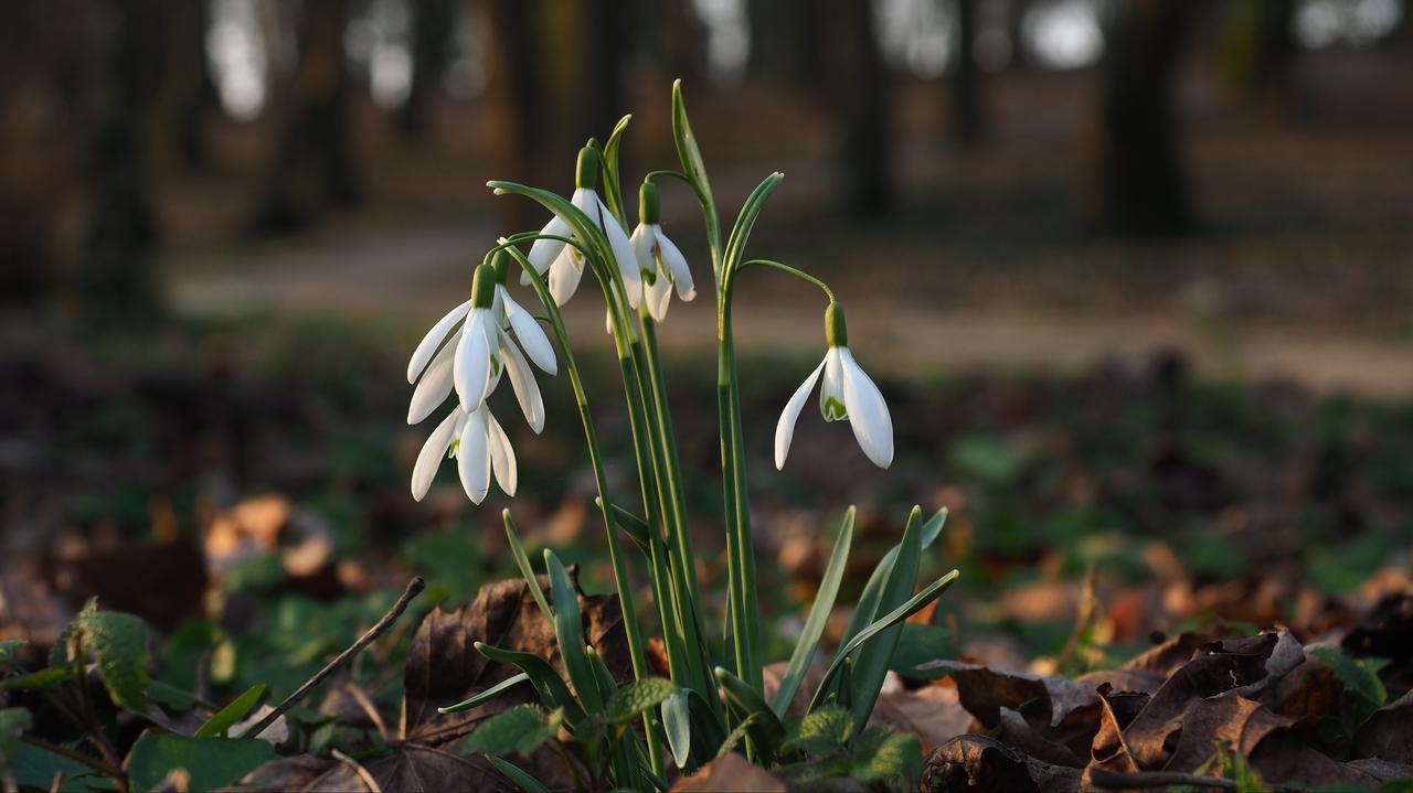 Prognoza długoterminowa na marzec, kwiecień, maj i czerwiec. Jaka będzie wiosna 2026?