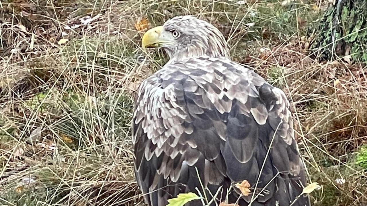 Siedział bez ruchu, nie mógł latać. Bielik potrzebował pomocy