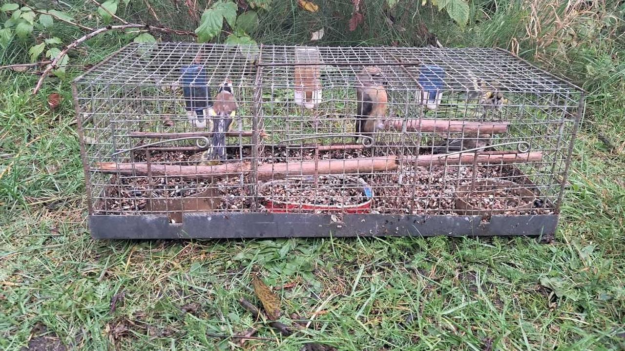 W lesie zastawiał pułapki, nielegalnie hodował chronione gatunki ptaków
