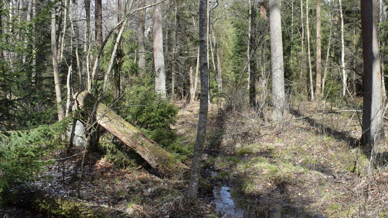Nowy rezerwat będzie chronił "niezwykle cenne gatunki"