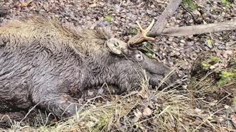 Byk łosia utknął w torfowisku. Na pomoc ruszyły służby