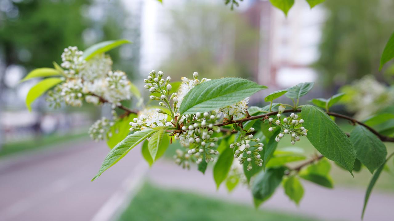 Dlaczego dzieci z miast są bardziej podatne na alergie?