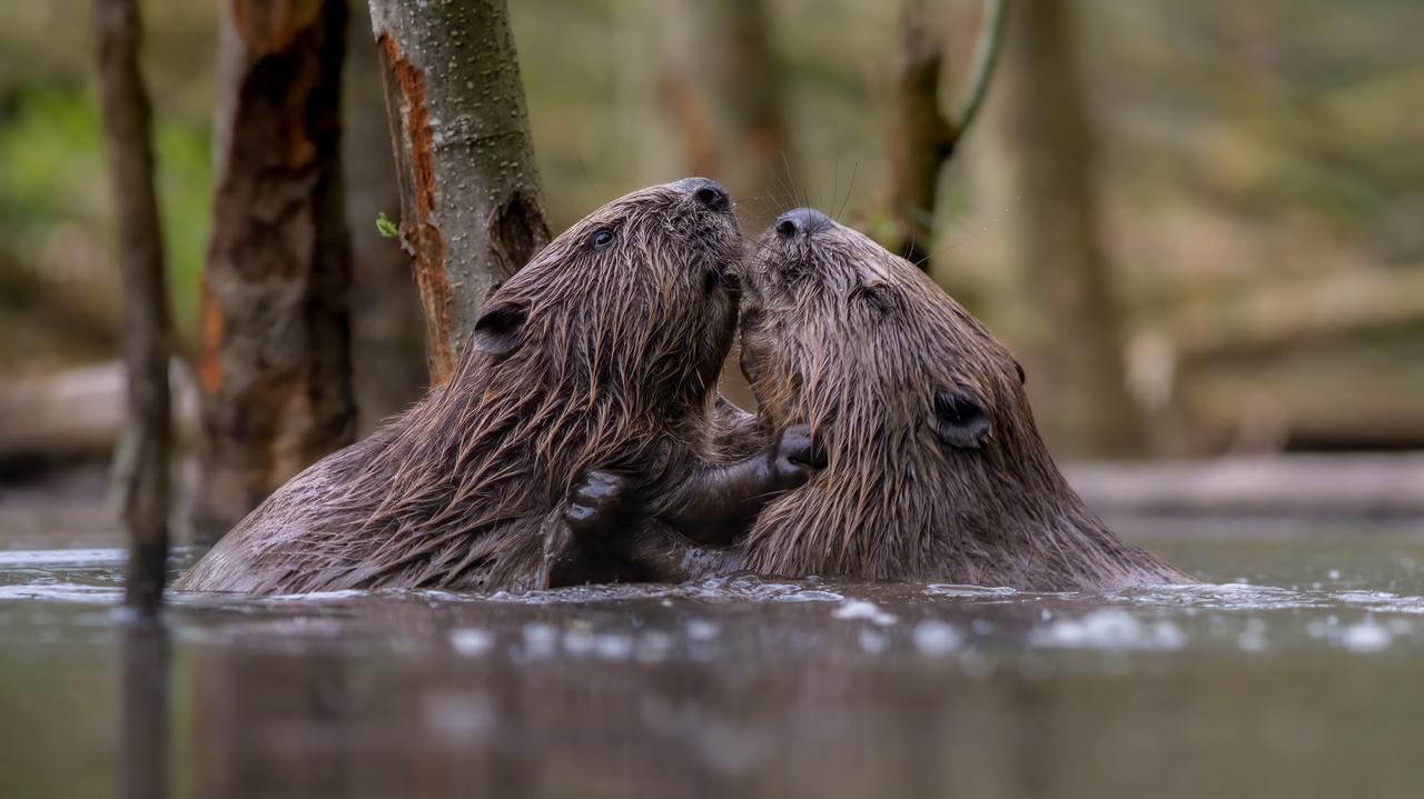 Bobry to nasi sprzymierzeńcy w walce ze zmianami klimatu