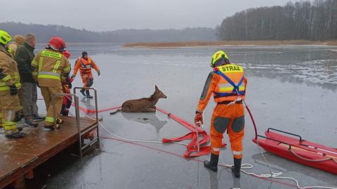 Strażacy uratowali jelenia, pod którym załamał się lód