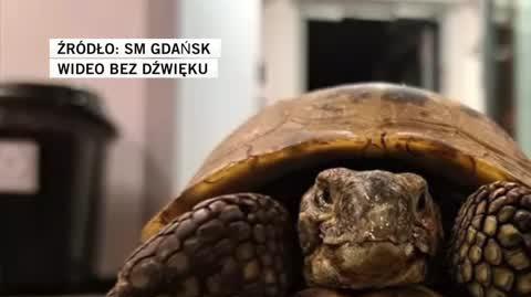 SM Gdańsk