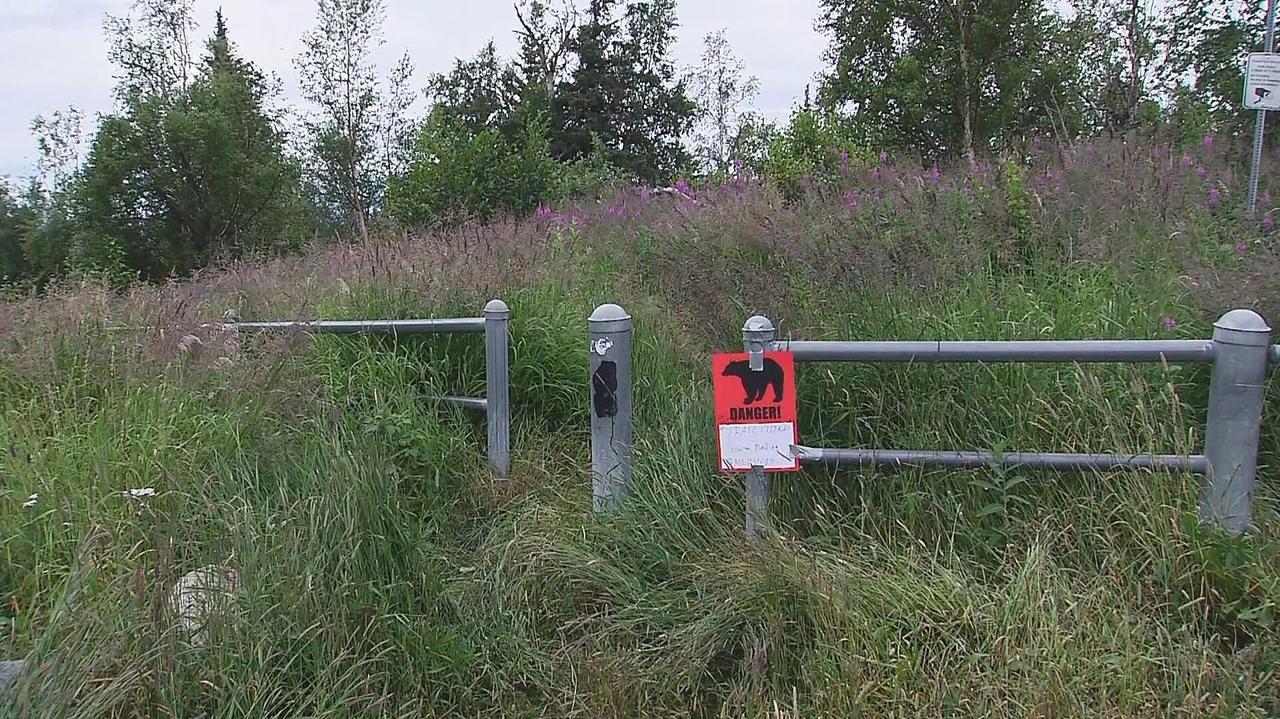Niedźwiedź zaatakował kobietę. "Nie była w stanie chodzić"