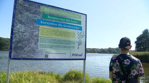 Poznań: Pobicie nad jeziorem Rusałka (15.08.2020)