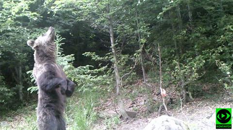  Ciekawość popłaca! Niedźwiedź złapany w fotopułapkę. Zobacz niesamowite nagranie Reportera 24 
