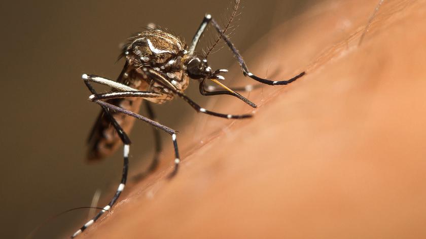 Plaga komarów w Polsce