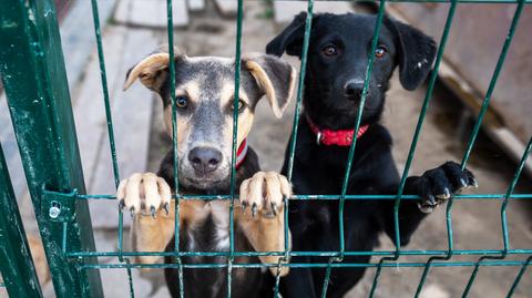 Korea Południowa. Protest przeciwko zakazowi jedzenia mięsa z psa (listopad 2023)