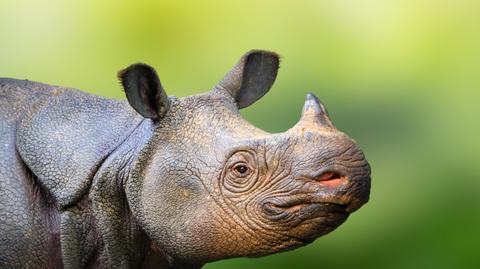Dyrektor warszawskiego zoo o odcinaniu rogów nosorożcom