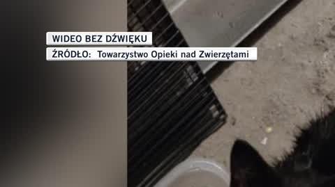Zostawiła kocię w mieszkaniu i wyjechała na wakacje