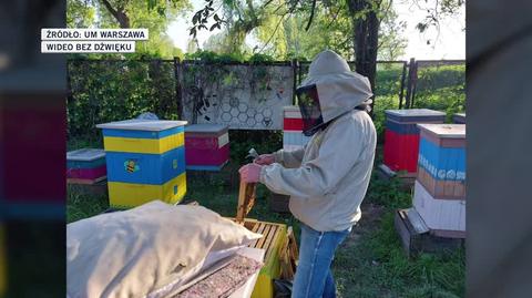 Stolica dba o pszczoły. 20 maja wypada ich święto