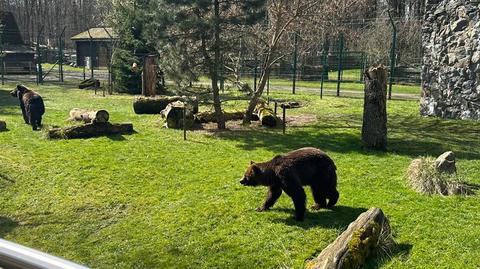 Białystok. Niedźwiedzie Chip i Dale z Kijowa nowymi mieszkańcami zoo
