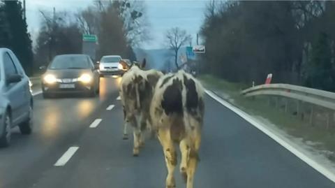 Krowy biegły drogą krajową