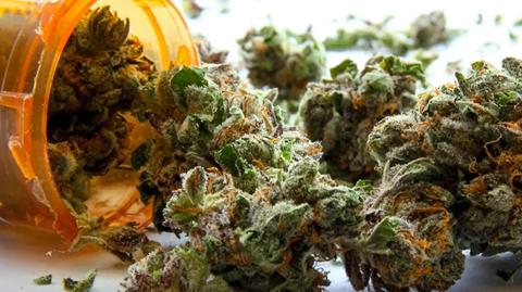 Rośnie popularność medycznej marihuany
