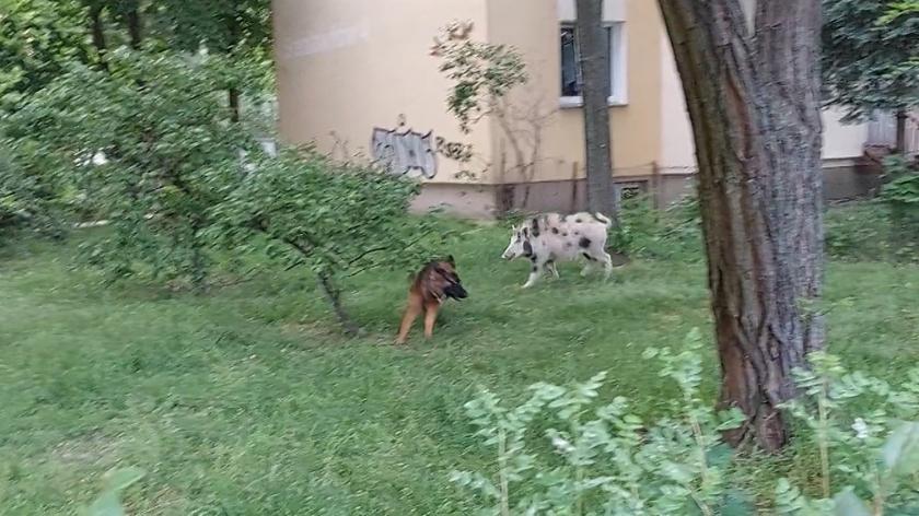 Bliskie spotkanie "świniodzika" z psem na Tarchominie 