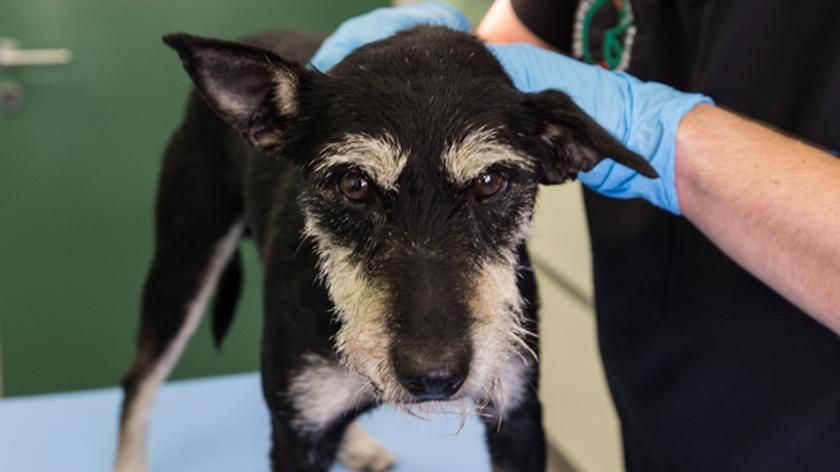 Pies z ranami postrzałowymi przebywa pod opieką Centrum Adopcyjnego ADA w Przemyślu (materiał z 22.10.2022)